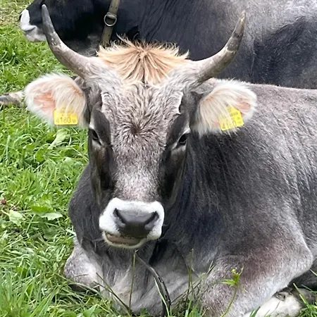 Small Attic Close To And Mountains Appartement